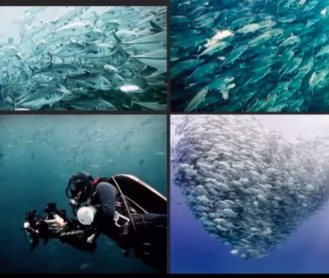 Best spots to dive in Los Cabos