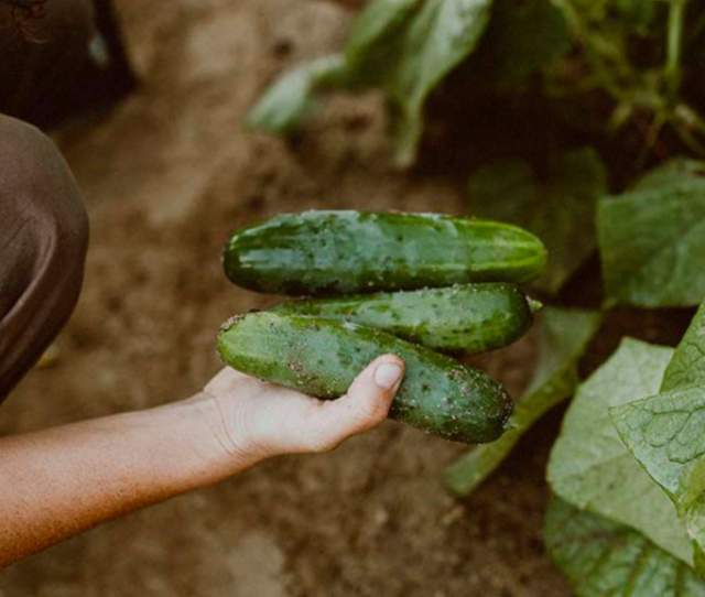 The real essence of a Farm to Table venture.