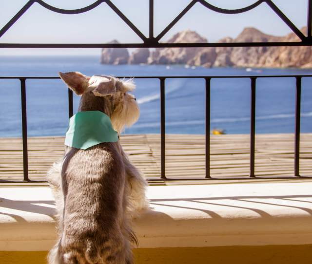 Dog Gazing on Balcony