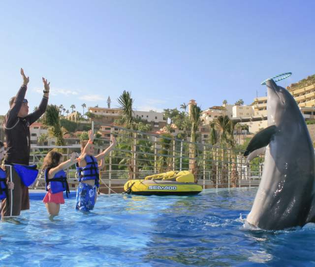 DOLPHIN KIDS_15