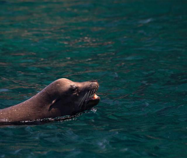 SeaLion2-1-1024x683