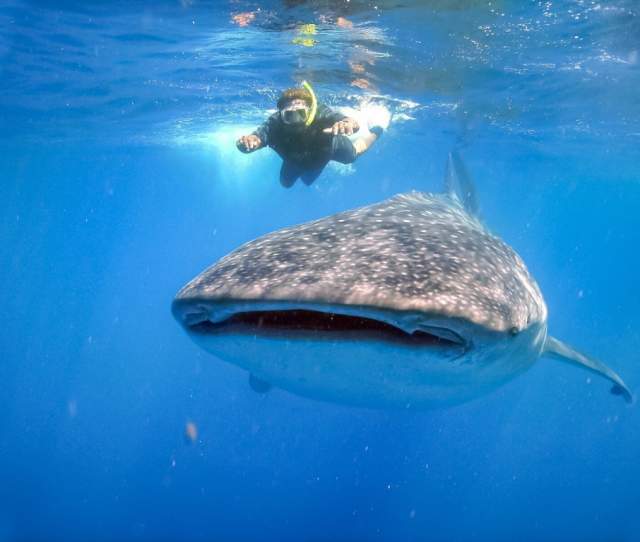 Whale Shark