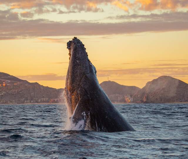 Whale watching