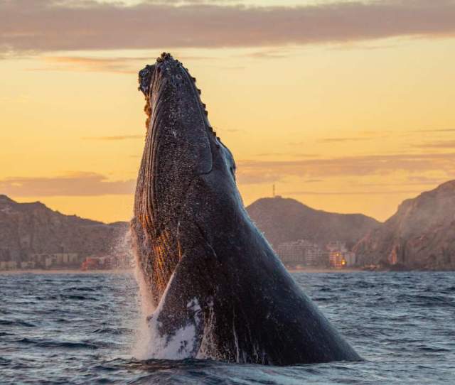 whale watching
