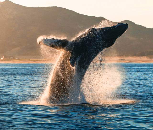 Whale in Los Cabos