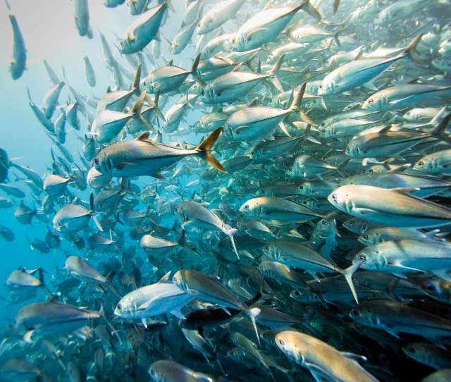 scuba cabo pulmo 2