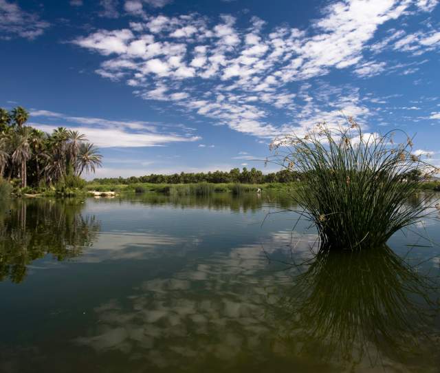 San Jose del Cabo's Estuary