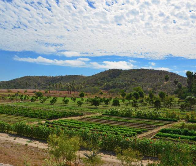 Home Gardening Webinar by Chef Enrique Silva