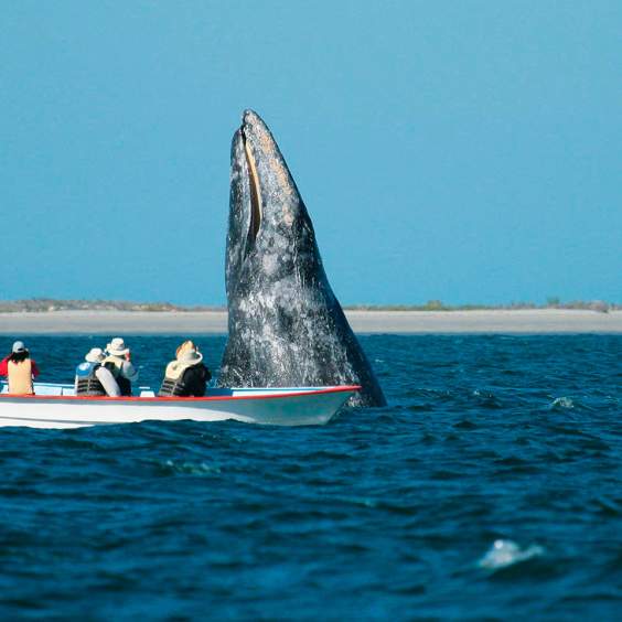 Close Encounter Eco-Experiences in Los Cabos