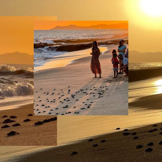 Protecting Sea Turtles in Los Cabos