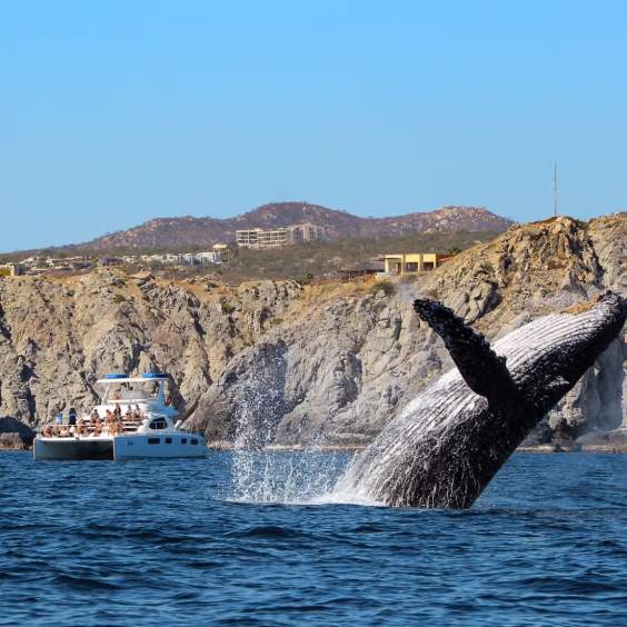 Whale Watching in Los Cabos 2025: The Ultimate Guide to an Unforgettable Season