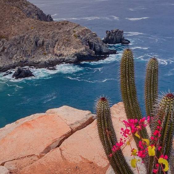 The Living Wild of Los Cabos