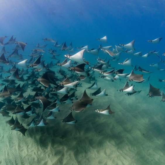A Guide to Mobula Ray Season in Los Cabos