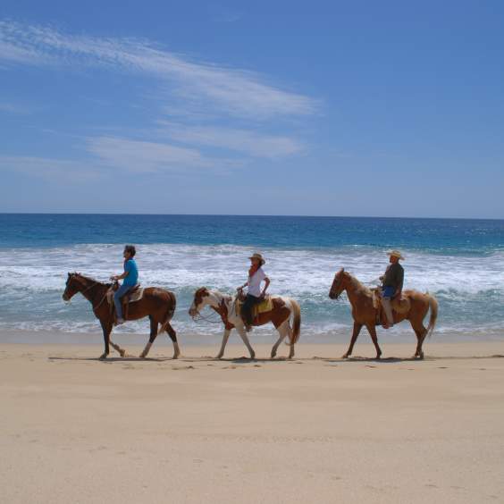 Caballos