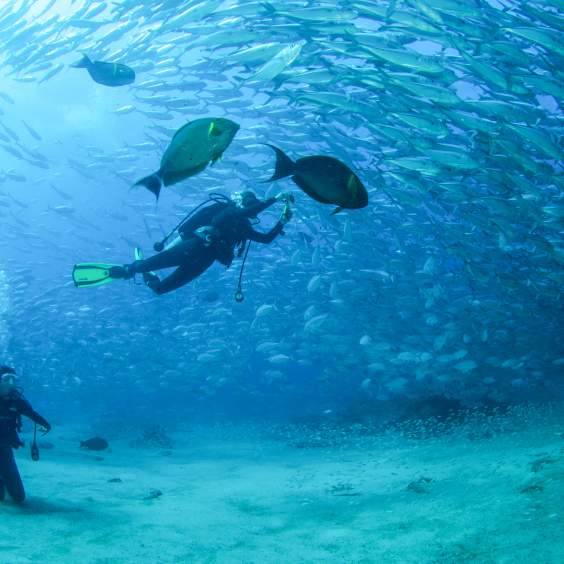 Diving - Cabo Pulmo