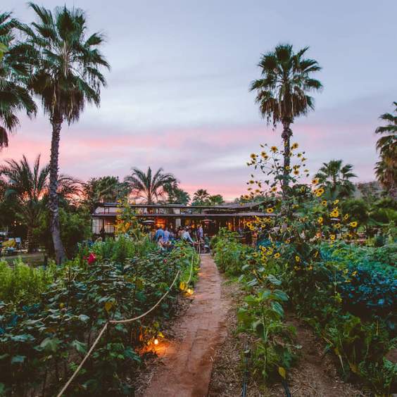 Los Cabos’ Culinary Harvest: Seasonal Dishes to Try in Fall