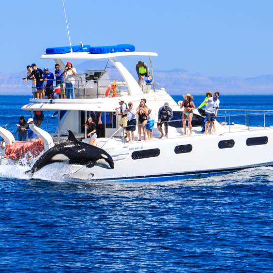 6 Increíbles Datos sobre las Orcas