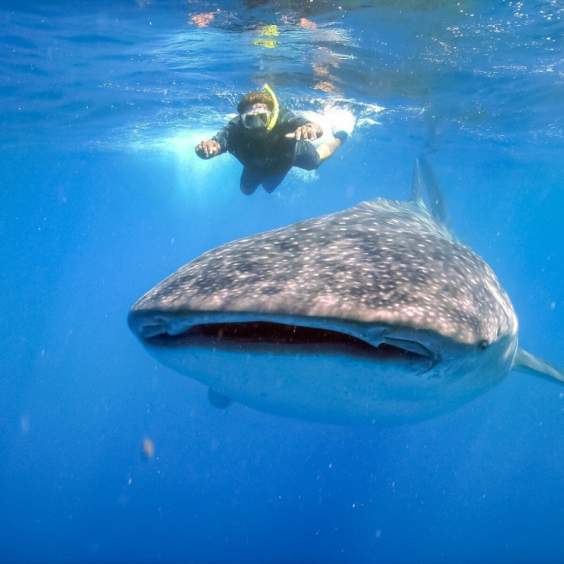 Whale Shark