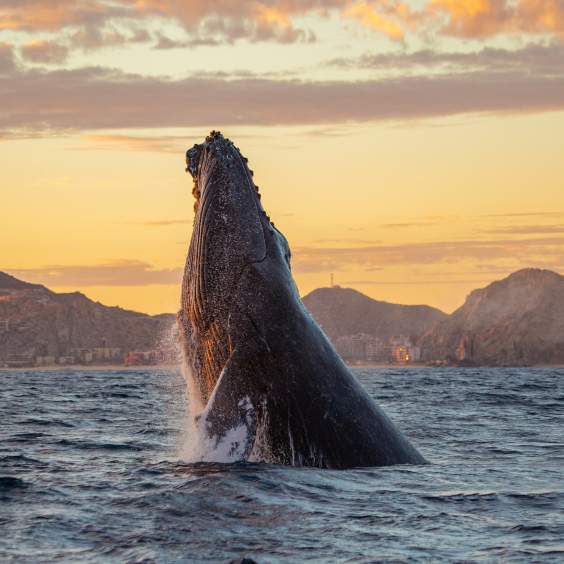 Whale watching