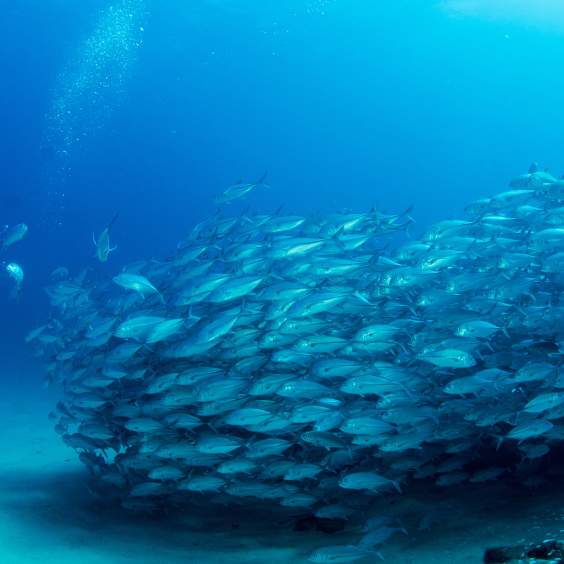 Cabo Pulmo, un ícono mundial de conservación