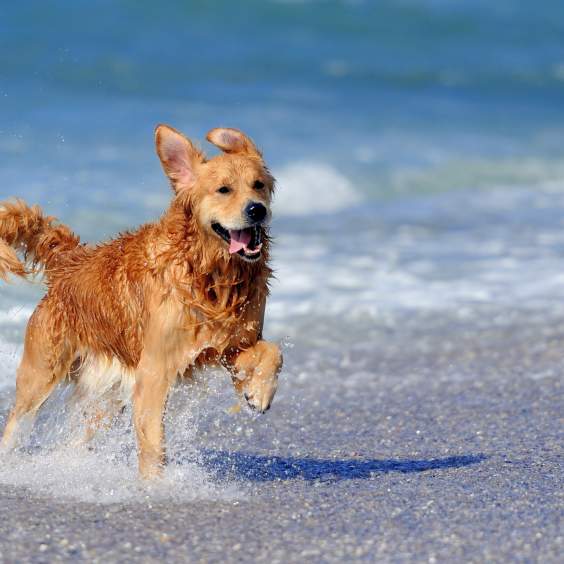 5 Hoteles que Reciben Mascotas en Los Cabos