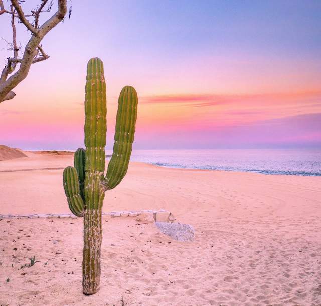 Cactus sunset.jpg