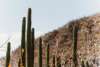Cactus Desert.jpg