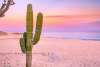 Cactus sunset.jpg