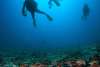 Diving.jpg