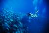 Los Cabos Diving.jpg