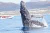 WHALE SAFARI 1.jpg