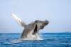 WHALE SEA SAFARI.jpg
