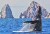 WHALE WATCHING ARCH.jpg