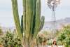 Walking - cactus.jpg