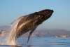 WhaleWatching.jpg