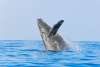 Whale Jump.jpg