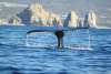 Whale Tail.jpg