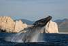 Whale Watching(1).jpg