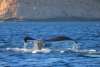 Whales Whales.jpg
