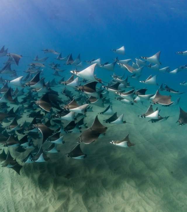 A Guide to Mobula Ray Season in Los Cabos