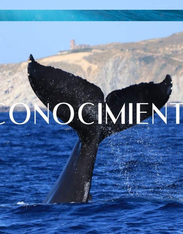 Reconocimientos banner