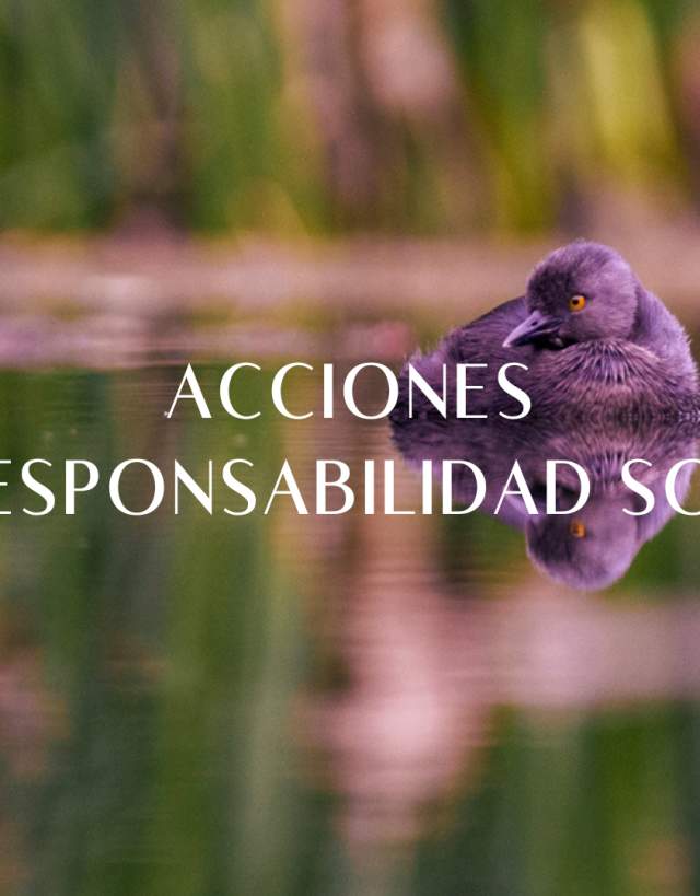 BAnner Acciones