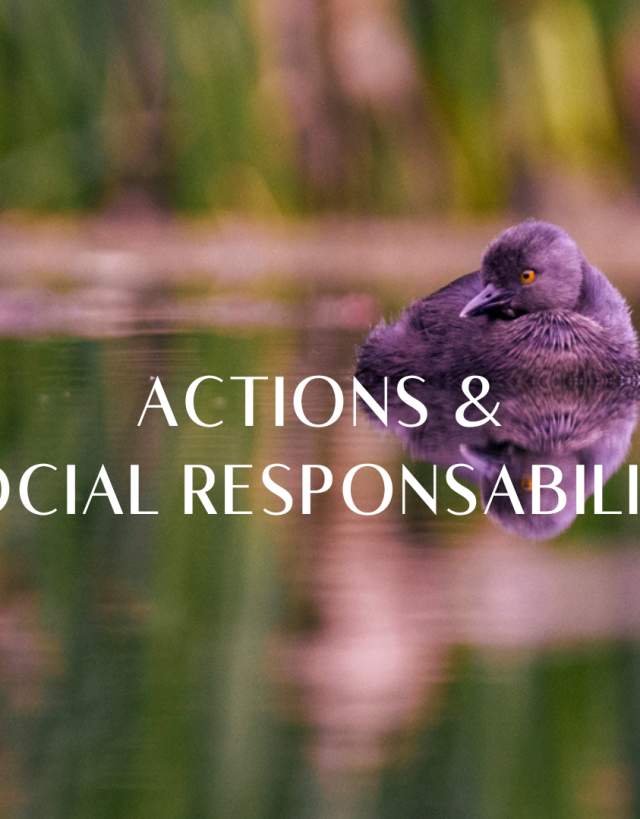 ACTIONS & responsability