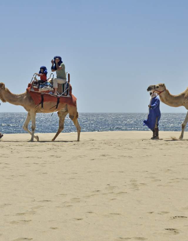 Camellos