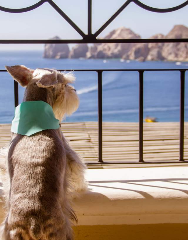 Dog Gazing on Balcony