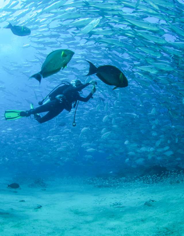 Diving - Cabo Pulmo