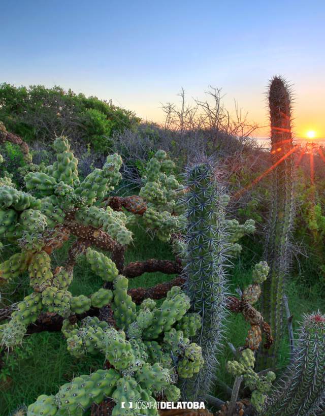 An Up-Close Look at The Unique Flora & Fauna of Los Cabos