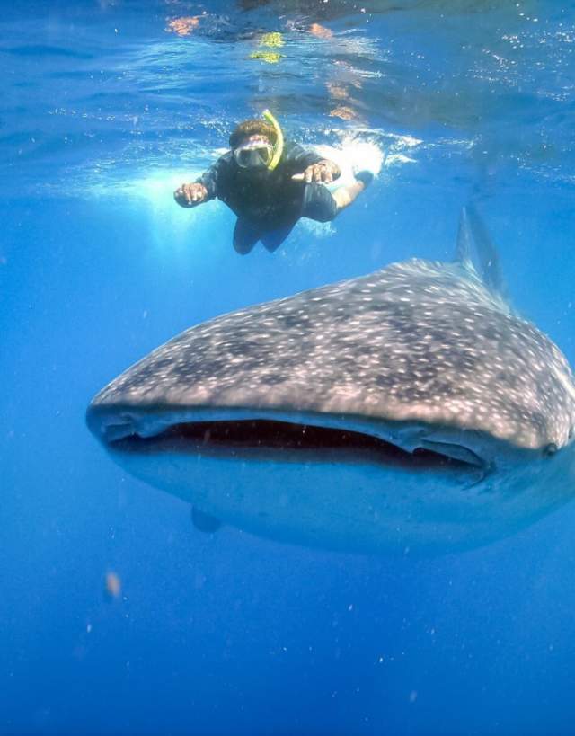 Whale Shark