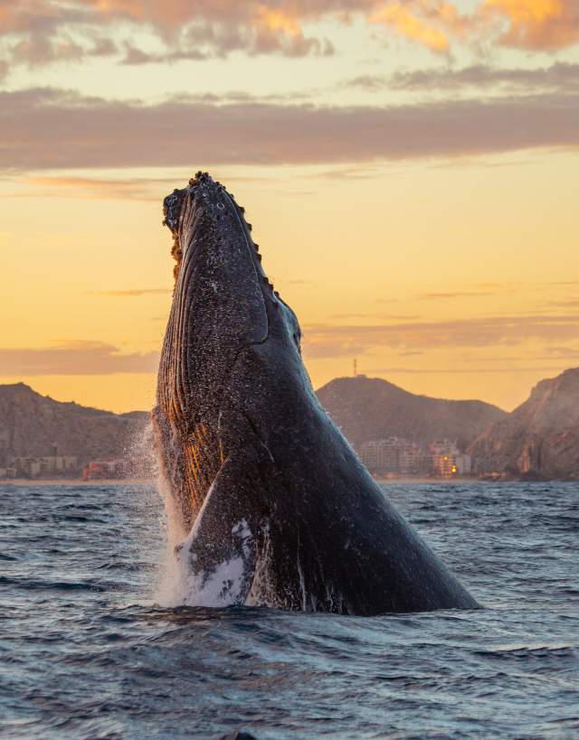 Whale watching