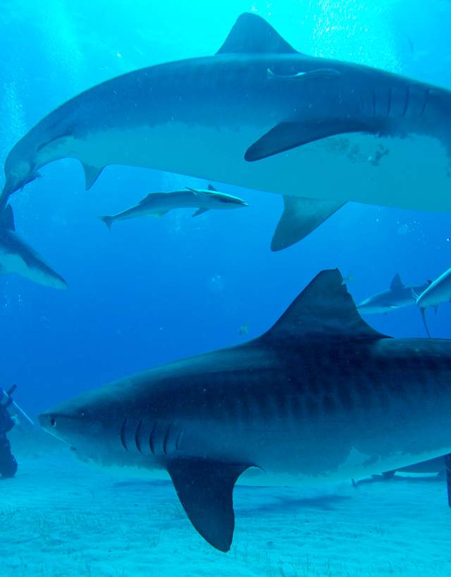 Swim with sharks in Cabo Pulmo